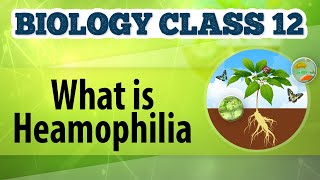 What Is Hemophilia  Chromosomal Basis of Inheritance  Biology Class 12 [upl. by Wyatt]