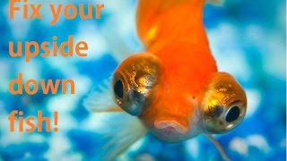 Fix an upside down goldfish Swim bladder [upl. by Curson]