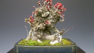 Japanese Quince Bonsai  Chaenomeles japonica [upl. by Ailati]