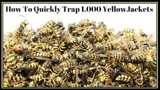 How To Quickly Trap 1000 YellowJackets In Just Hours Mousetrap Monday [upl. by Krystle975]