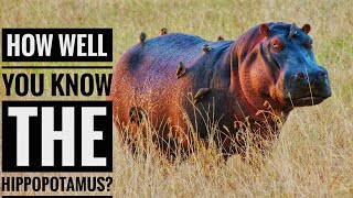 Hippopotamus  Description Characteristics and Facts [upl. by Vassili]