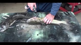 Cleaning catfish with electric fillet knife [upl. by Jeane]