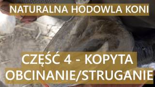 NATURALNE OBCINANIE  STRUGANIE KOPYT  Naturalna Hodowla Koni  CZÄĹšÄ† 4 ROZCZYSZCZANIE NATURALNE [upl. by Aldred]