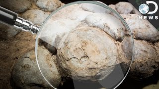 Dinosaur Eggs Found What Can We Learn From Them [upl. by Akkire]