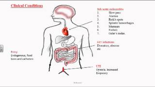 Enterococcus or Group D Streptococci [upl. by Tarrah]