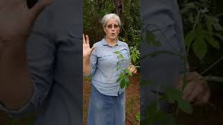 How To Identify A Sassafras Tree [upl. by Moffit]