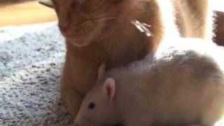 Rat loves cat [upl. by Morvin]