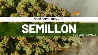 Grape Varieties  Semillon Intermediate Version ideal for WSET Level 2 Wine [upl. by Alrich]