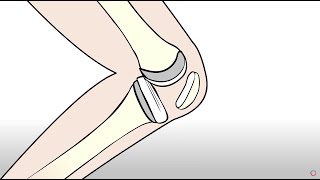 Os Coxae Anatomy and Osteology [upl. by Aratehs]