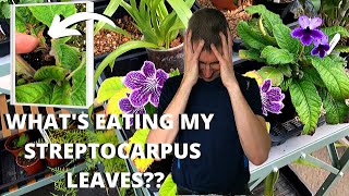 STREPTOCARPUS PESTS  TARSONEMID CYCLAMEN MITES [upl. by Shurlocke146]