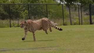 Cheetahs Running [upl. by Safire]