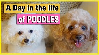 A Day in the Life of My TOY POODLES  Poodle Mom [upl. by Lairea229]