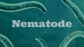 What Are Nematodes Nematode Under A Microscope [upl. by Previdi]