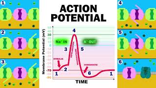 THE ACTION POTENTIAL [upl. by Naples]