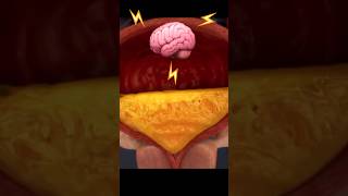 The BRAIN x BLADDER Connection sciencefacts [upl. by Gretta662]