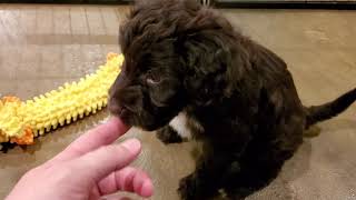 Chocolate Brown Male Portuguese Water Dog Puppies [upl. by Goff493]