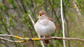 Calming Nightingale Birdsong 1 Hour Of Relaxation In 4k Quality [upl. by Hessler]