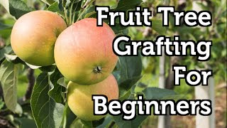 Fruit Tree Grafting for Beginners [upl. by Ahtivak500]