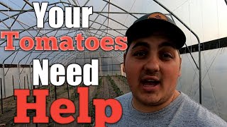 Fertilizering Tomatoes What I Use amp How to USE IT [upl. by Reteid]