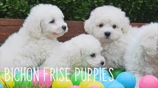 Bichon Frise Puppies [upl. by Ariam]