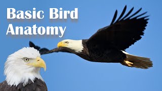 Basic Bird Anatomy [upl. by Arinaid777]