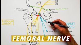 Ultrasound guided Femoral nerve block [upl. by Gizela353]