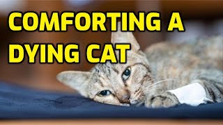 How To Comfort A Dying Cat [upl. by Malarkey]