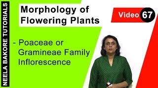 Morphology of Flowering Plants  NEET  Poaceae or Gramineae Family Inflorescence  Neela Bakore [upl. by Sergio]