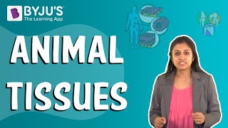 Animal Tissues [upl. by Bonni667]