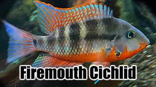 Firemouth Cichlid  Care Guide amp Species Profile [upl. by Nelly]