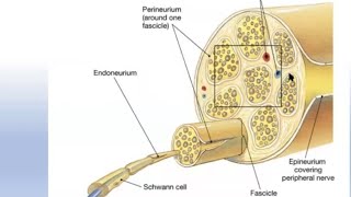 Peripheral Nerve Injury for the FRCS Orth [upl. by Borroff]