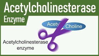 Acetylcholinesterase Enzyme [upl. by Eemia]