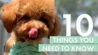 TOY POODLE PUPPY  10 Things you need to know before getting one [upl. by Anitirhc]