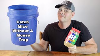 How to catch mice without a mouse trap A simple trick that works Mousetrap Monday [upl. by Norreg]