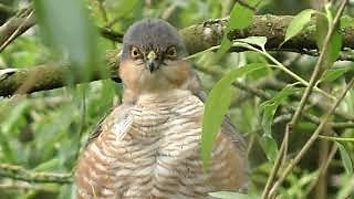 👀 SPARROWHAWK Calling with Kill  Accipiter nisus [upl. by Christina]