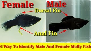 6 Way To Identify Male And Female Molly Fish [upl. by Diandre]