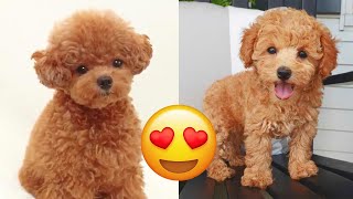 Toy Poodle — Cute And Funny Videos And Tik Toks Compilation  Teacup Poodle [upl. by Gallenz]