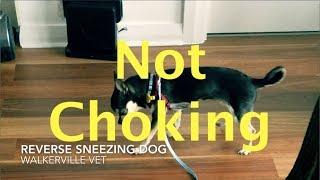 Reverse Sneezing Chihuahua [upl. by Yrovi]