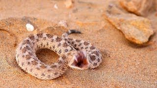 DEADLY SAND VIPER  Herping Morocco [upl. by Akla]