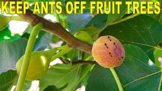 Keep ANTS OFF FRUIT TREES With Three Simple Tricks [upl. by Hanikehs]