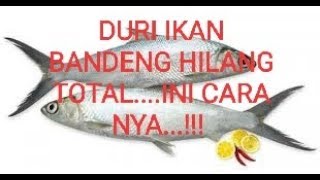 CARA MEMBERSIHKAN TOTAL DURI IKAN BANDENG [upl. by Aicyle912]