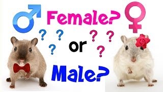 How To Determine Your Gerbils Gender [upl. by Lebyram]