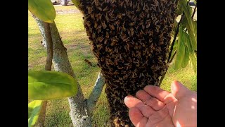 She Found This In Her Tree And Immediately Called Me [upl. by Mesics184]