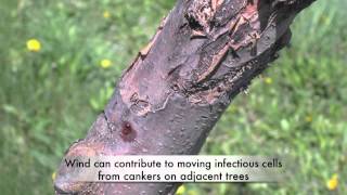 Fire blight and cankers [upl. by Ayaj]