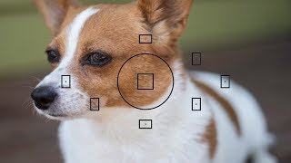 How to control the focus points on a NIKON amp CANON DSLR [upl. by Malachi]