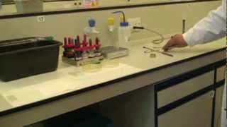 Microbiology Gram Stain [upl. by Keriann]