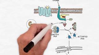 G Protein Signaling  Handwritten Cell amp Molecular Biology [upl. by Addis155]