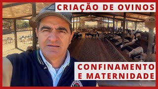 CRIAÇÃO de OVINOS  CONFINAMENTO e MATERNIDADE [upl. by Aneekal]