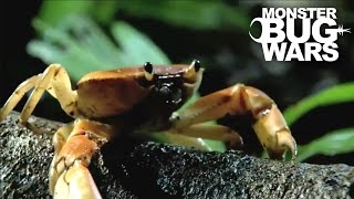 Army Ants vs Rainforest Land Crab  MONSTER BUG WARS [upl. by Aramo]