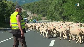 Hérault  la transhumance sur le Larzac vers les hauteurs [upl. by Cob]